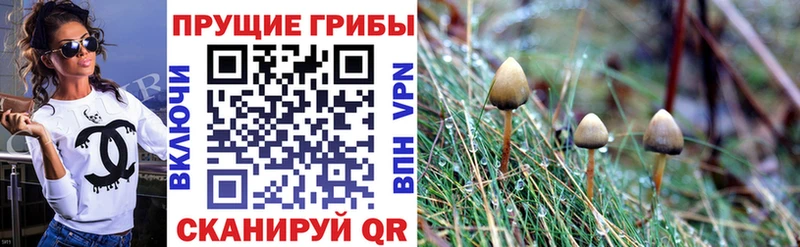 Галлюциногенные грибы прущие грибы  Вязники 